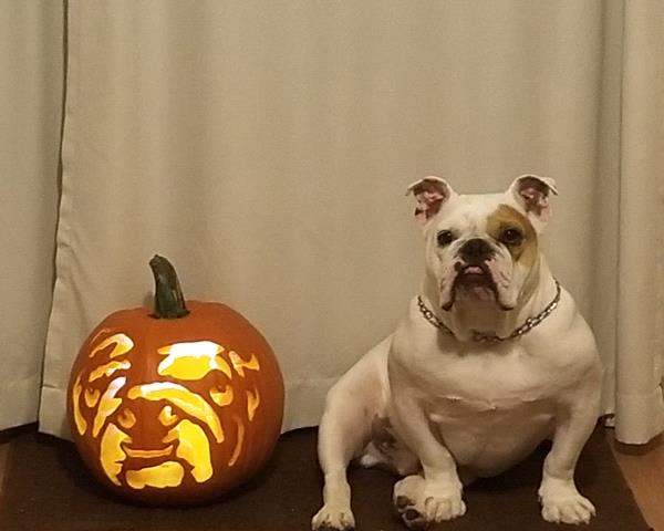 /Images/uploads/Long Island Bulldog Rescue/LIBR-2025-Calendar/entries/32273thumb.jpg